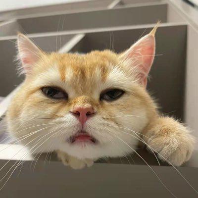 Whisker Yu